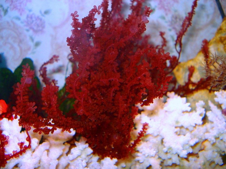 Экстракт Haematococcus Pluvialis,