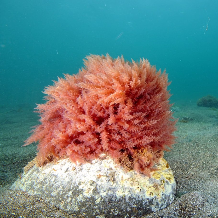 Astaxanthin Haematococcus Pluvialis