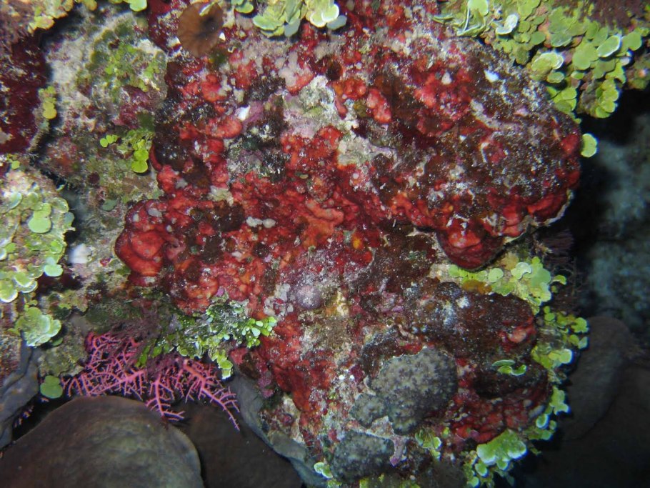 Red Marine algae
