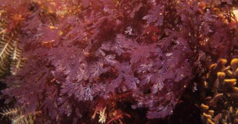 Порфира водоросль