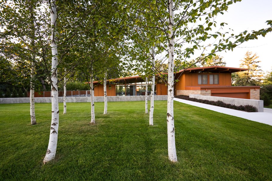 Березовая роща береза повислая