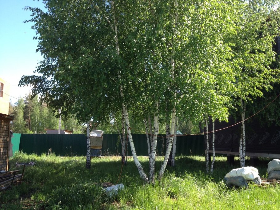 Береза обыкновенная (Betula Alba)