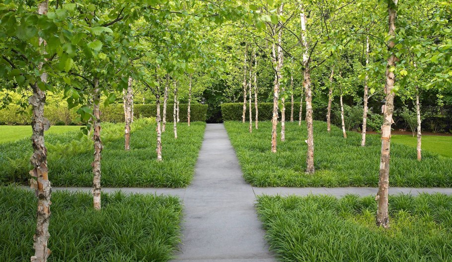 Береза повислая роща