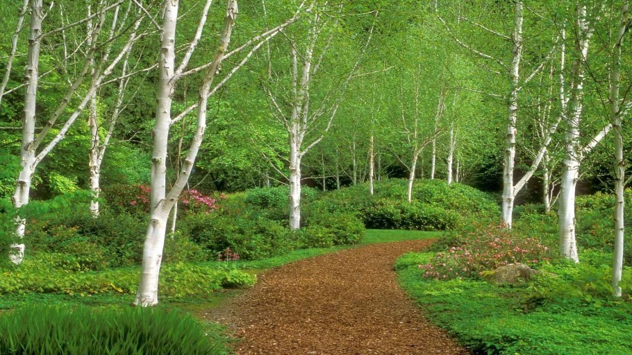 Берёза пушистая