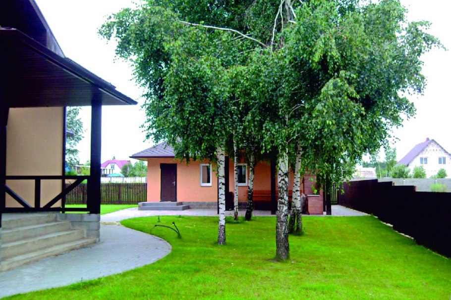 Березы многоствольные в ландшафте