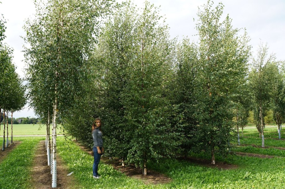 Ландшафт в березовой роще