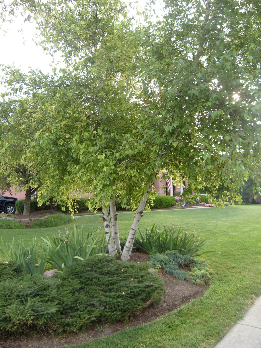 Береза кустовая Betula fruticosa