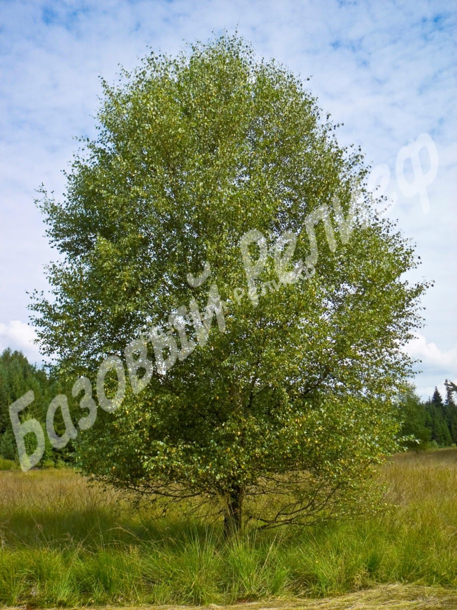 Береза пушистая (лат. Betula pubescens)