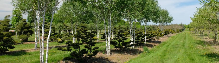 Береза обыкновенная (Betula Alba)