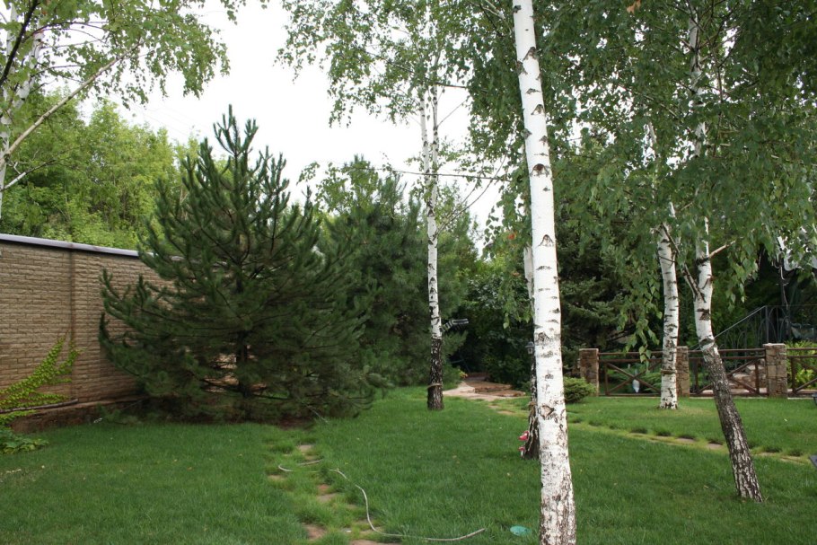 Береза повислая кустовая