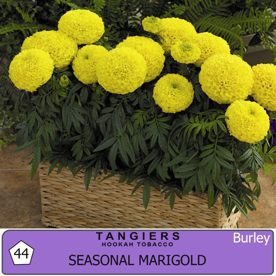 Бархатцы лайм Грин