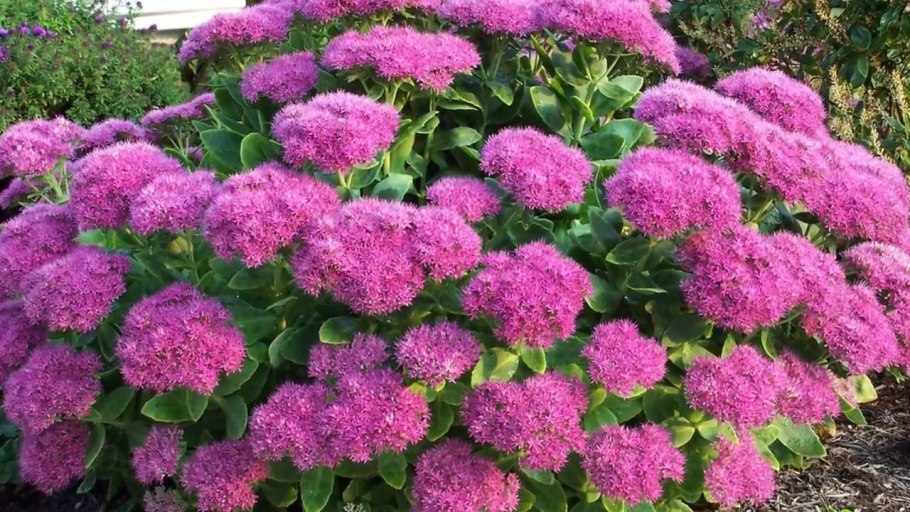 Седум Видный Brilliant