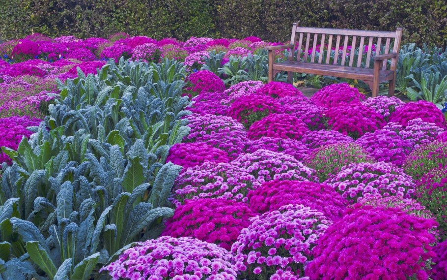 Астры седум цветник