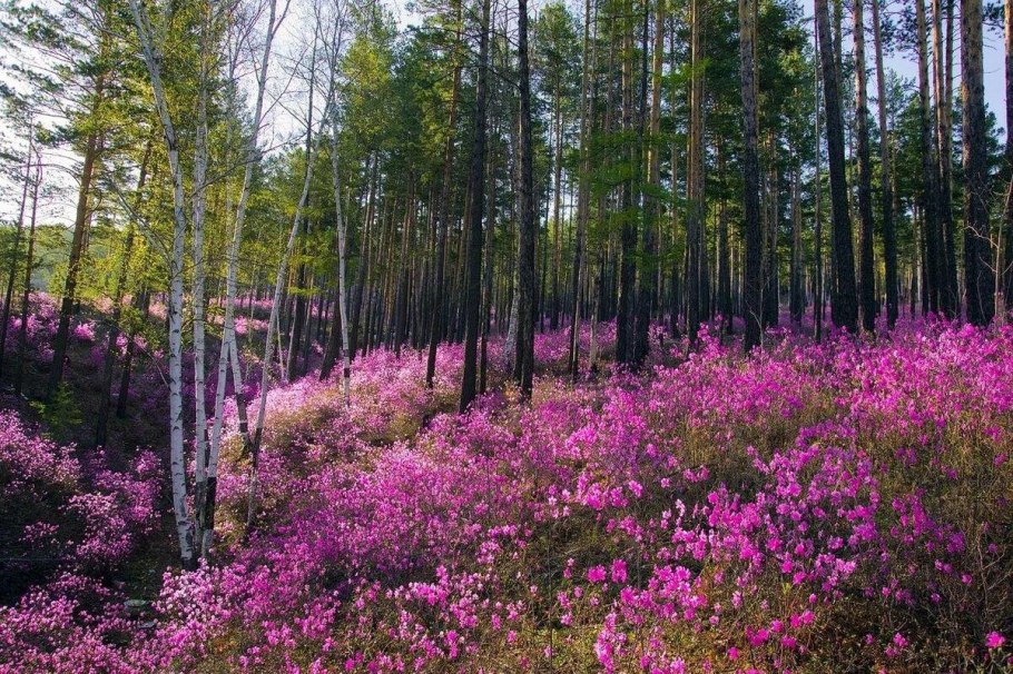 Рододендрон Даурский багульник