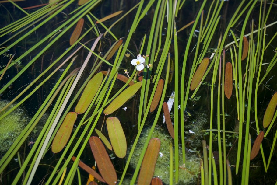 Стрелолист Sagittaria sagittifolia