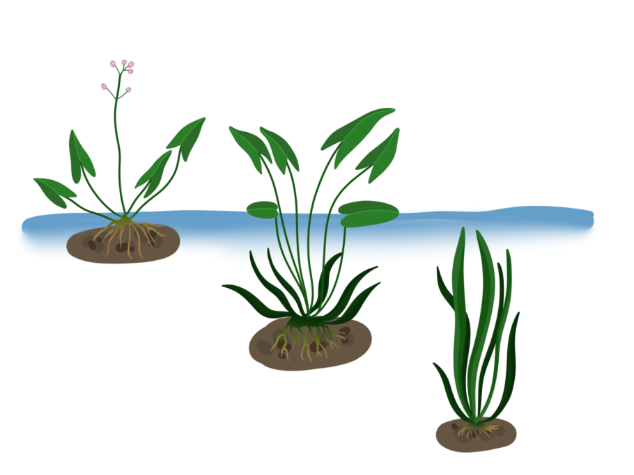 Стрелолист модификационная изменчивость