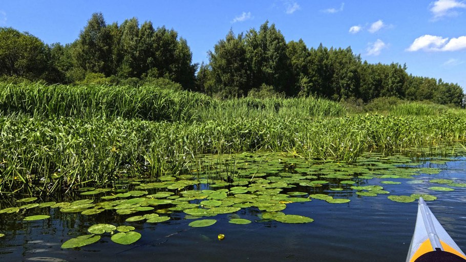 Стрелолист Sagittaria sagittifolia