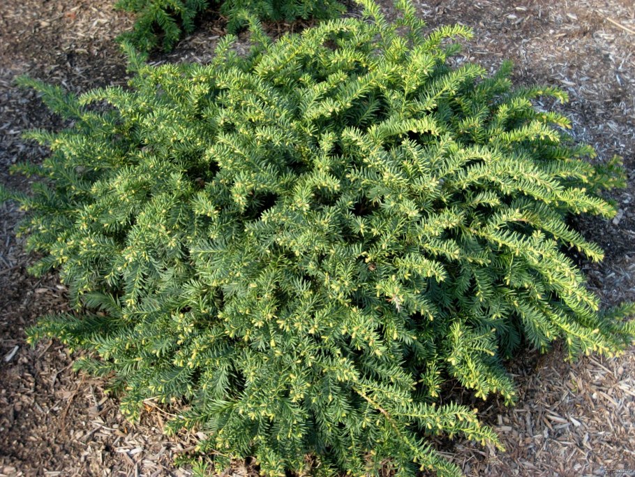 Тис ягодный Taxus baccata