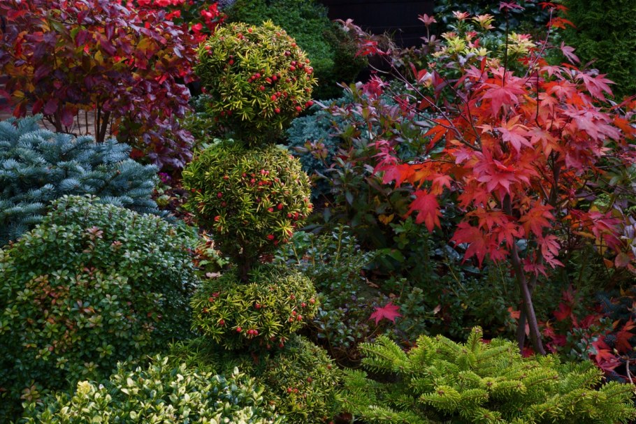 Тис Репанденс