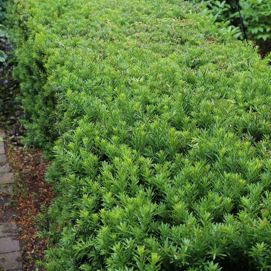 Тис ягодный дерево