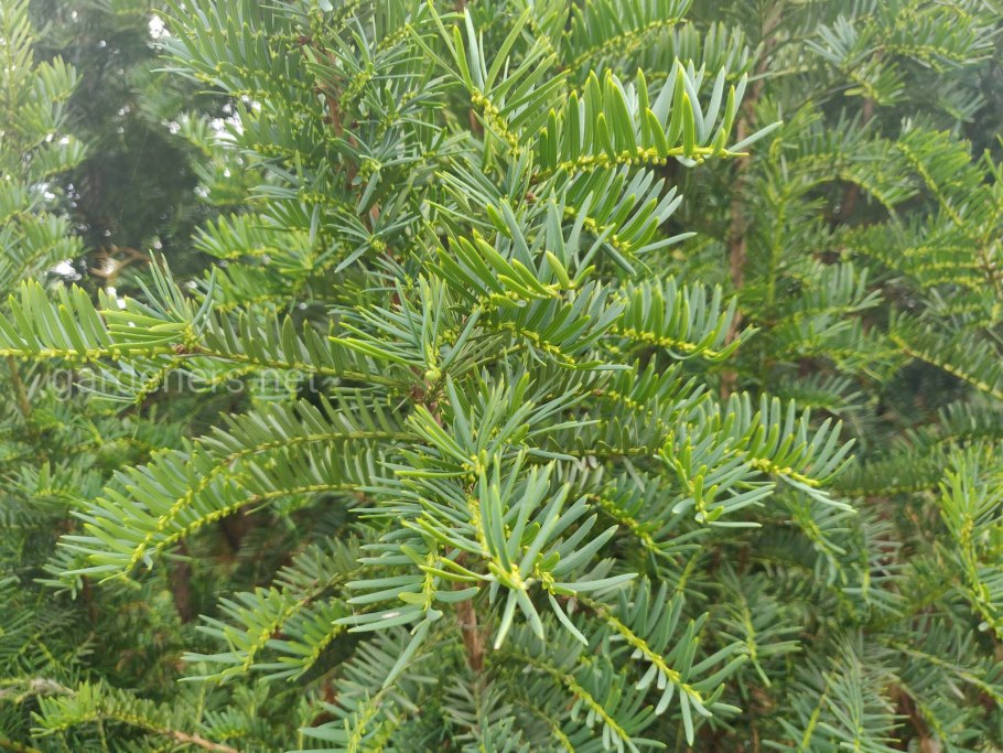 Таксус Бакката