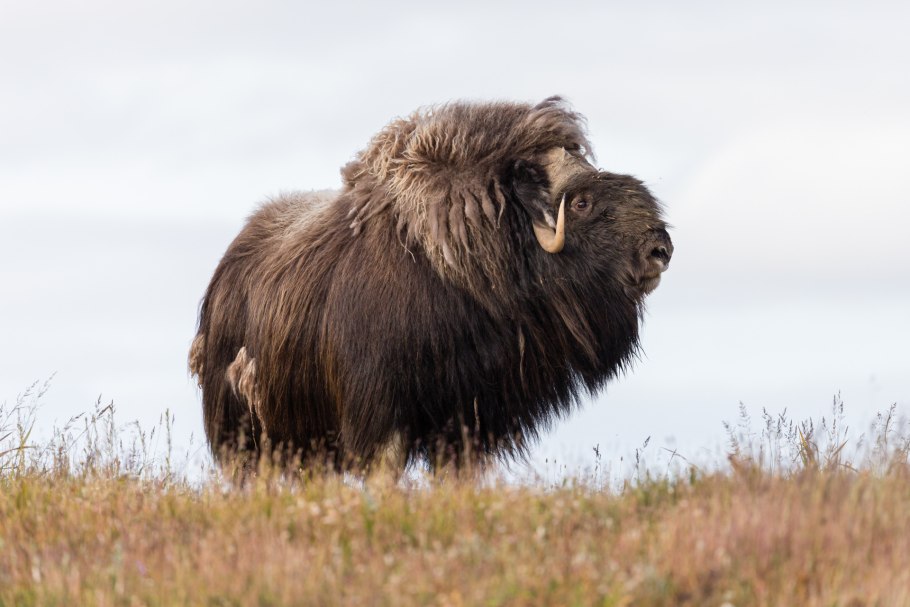 Дриада в тундре