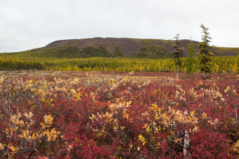 Тундры на полуострове Таймыр