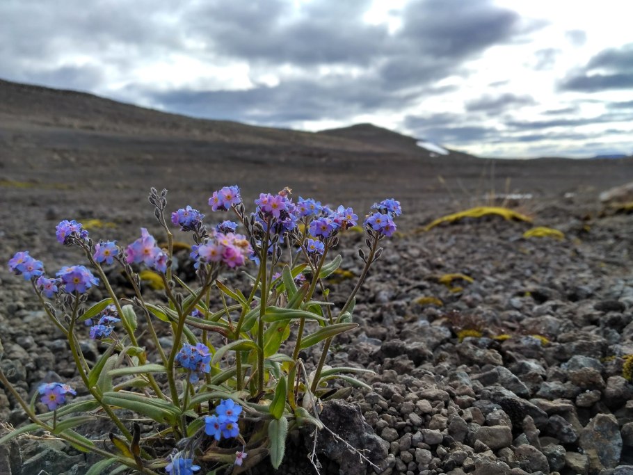 Плато Путорана Флора