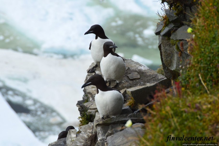 Сиверсия малая