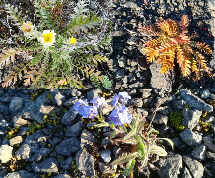 Мак подушковидный арктического заповедника