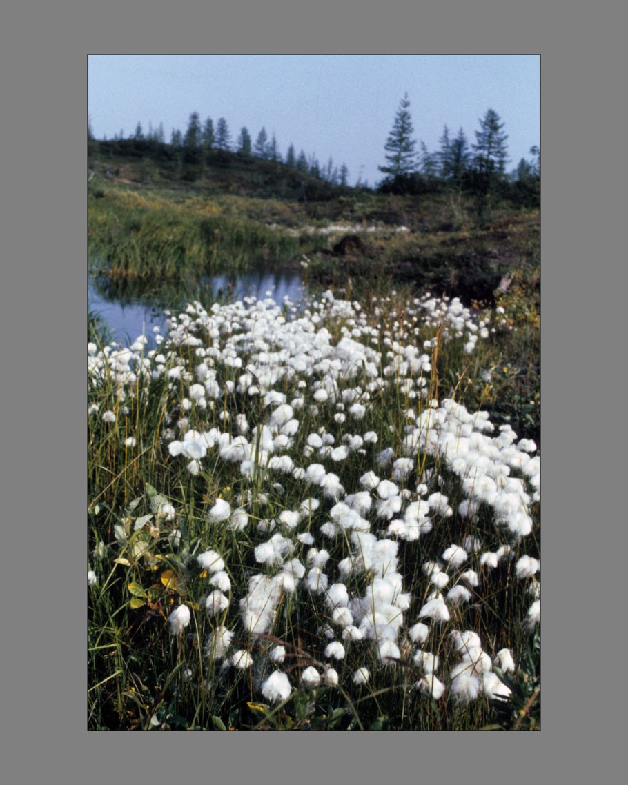 Лютик Арктический