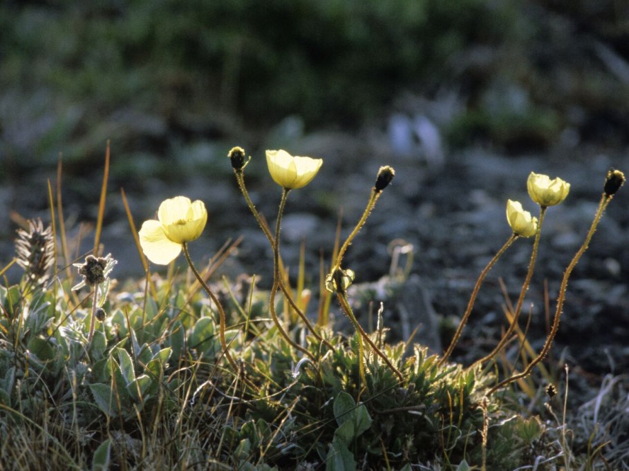 Заповедник остров Врангеля растения