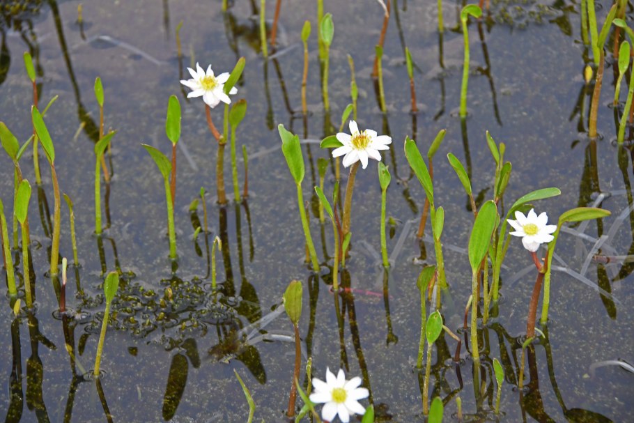 Растения плато Путорана