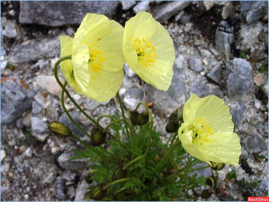 Примулину Dryas Silver