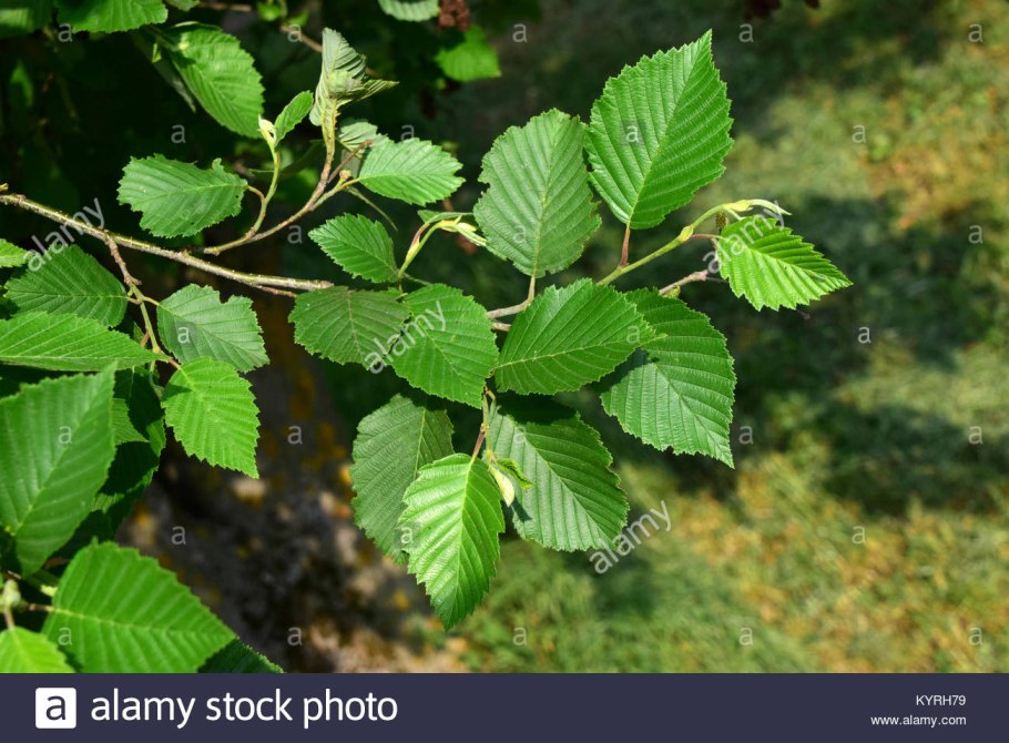 Ольха серая Alnus incana