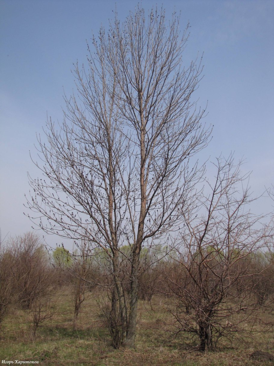 Тафрина поражает березовые листья с деревьев