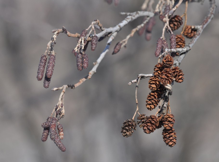 Деревья России ольха