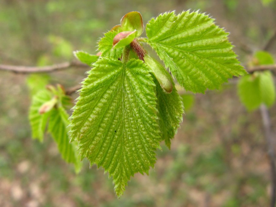 Когда и как цветет ольха