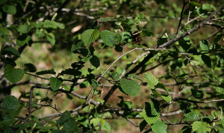 Хмелеграб обыкновенный