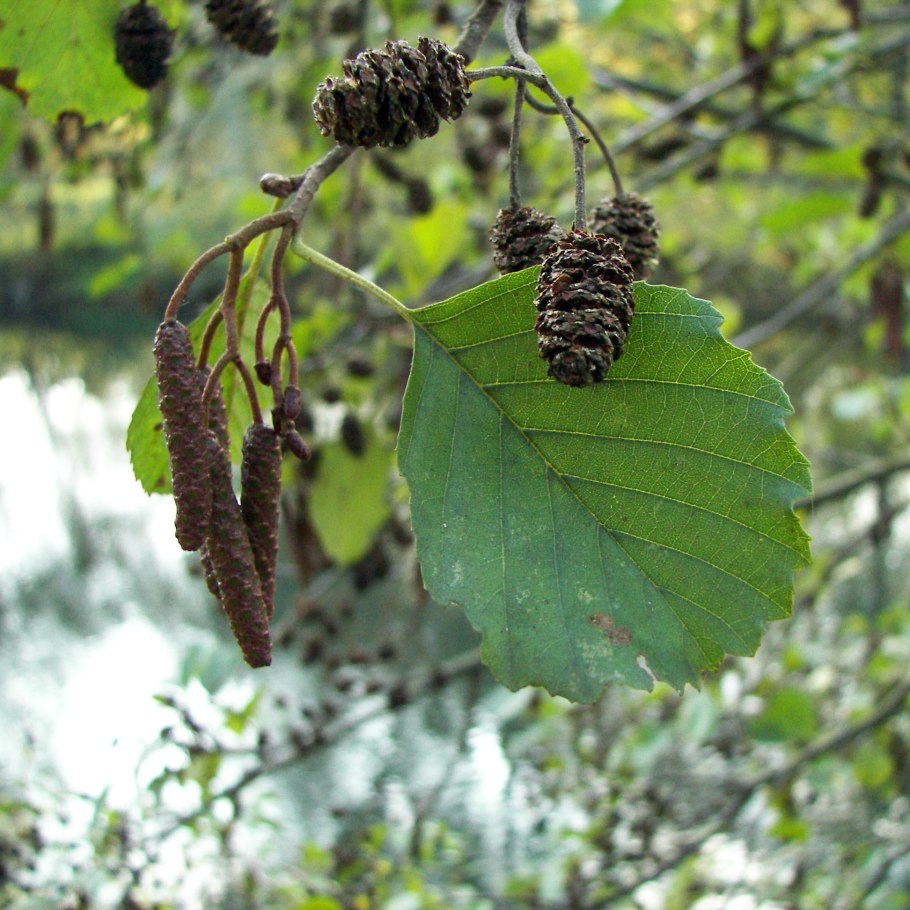Ольха клейкая — Alnus glutinosa (l.) Gaertn.