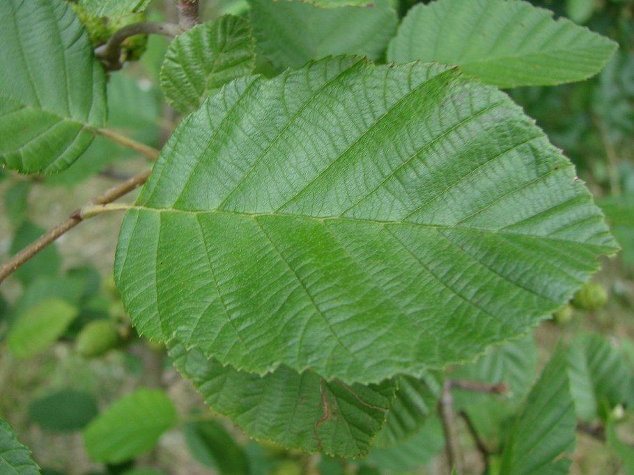 Alnus incana leaves