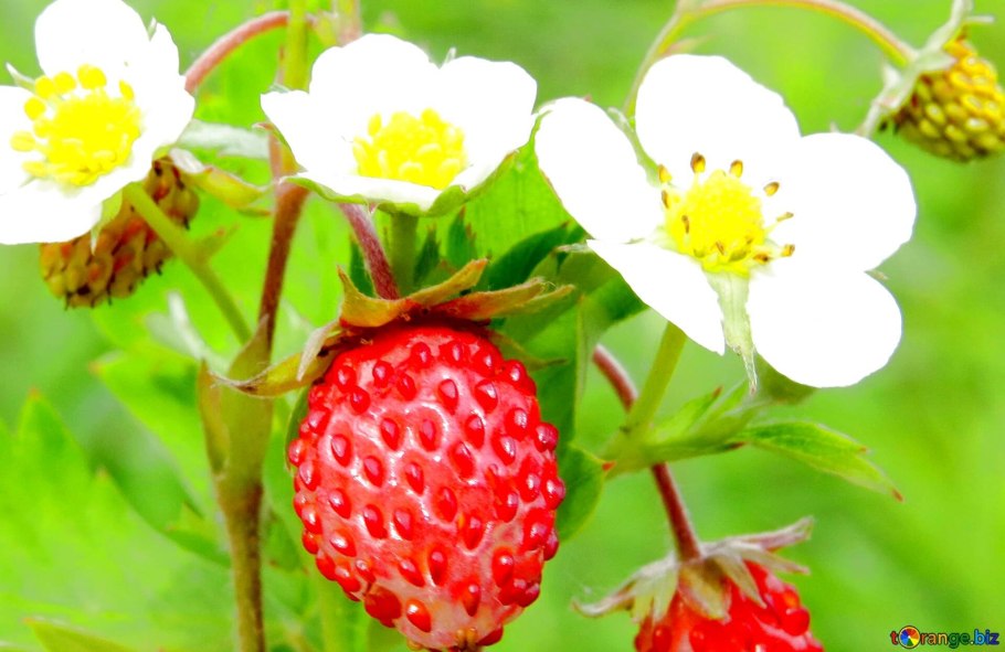 Земляника цветет