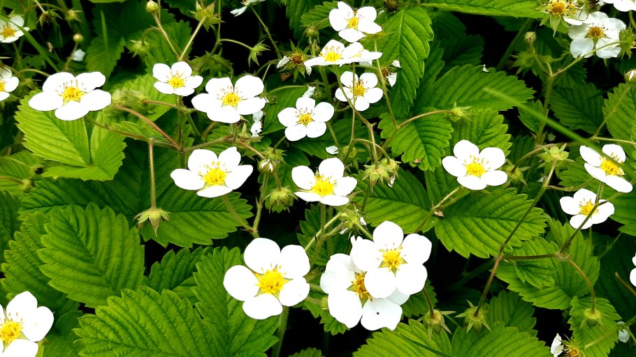 Ягода земляника