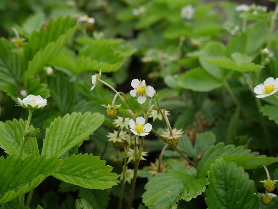 Fragaria vesca