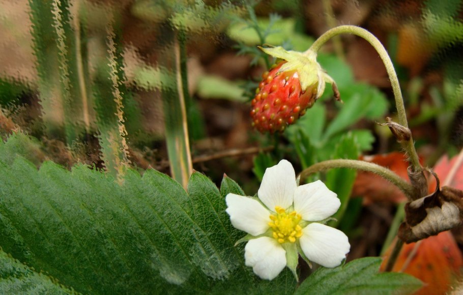 Fragaria vesca