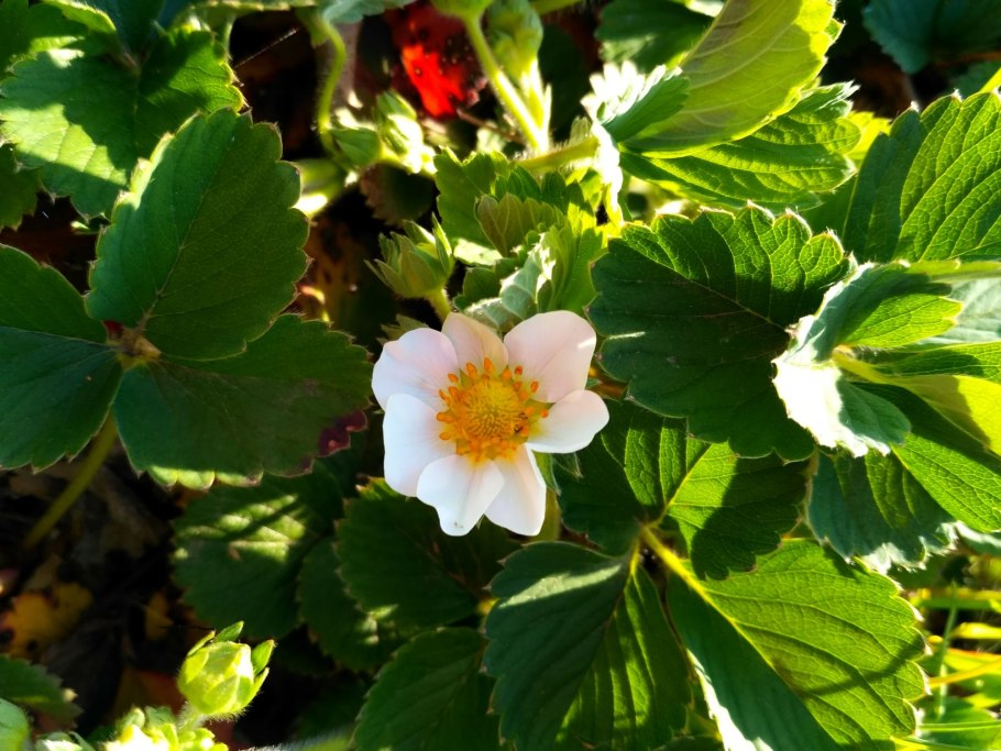 Земляника Лесная цветет