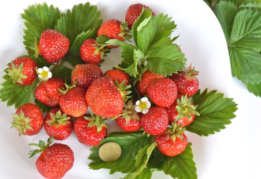 Земляника Лесная мускатная