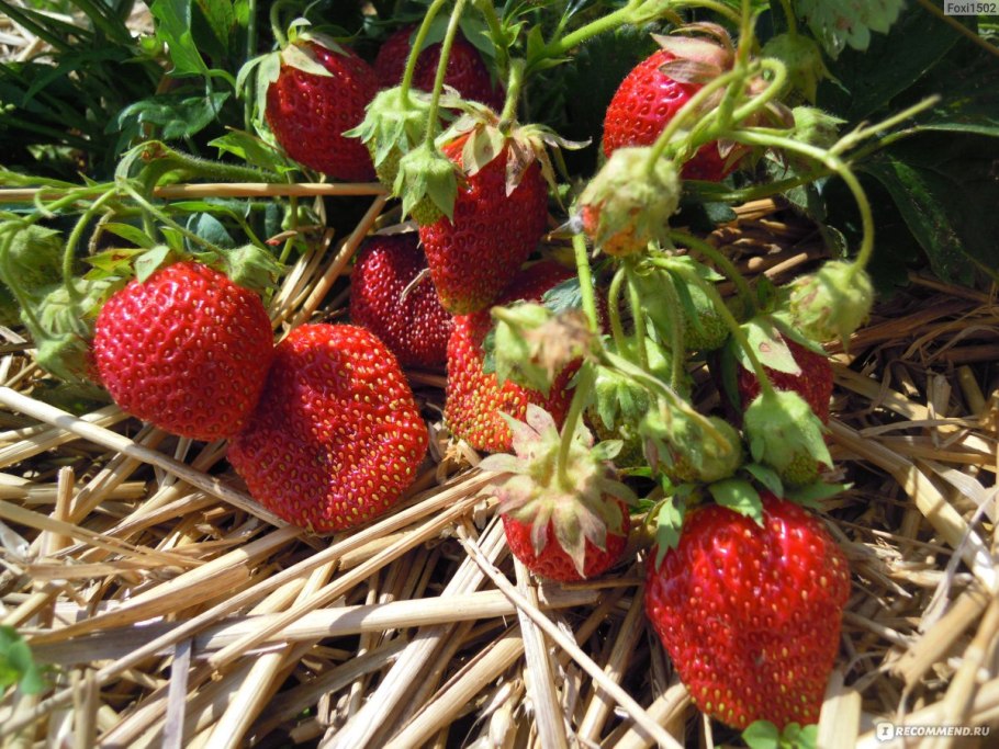 Розоцветные земляника Лесная