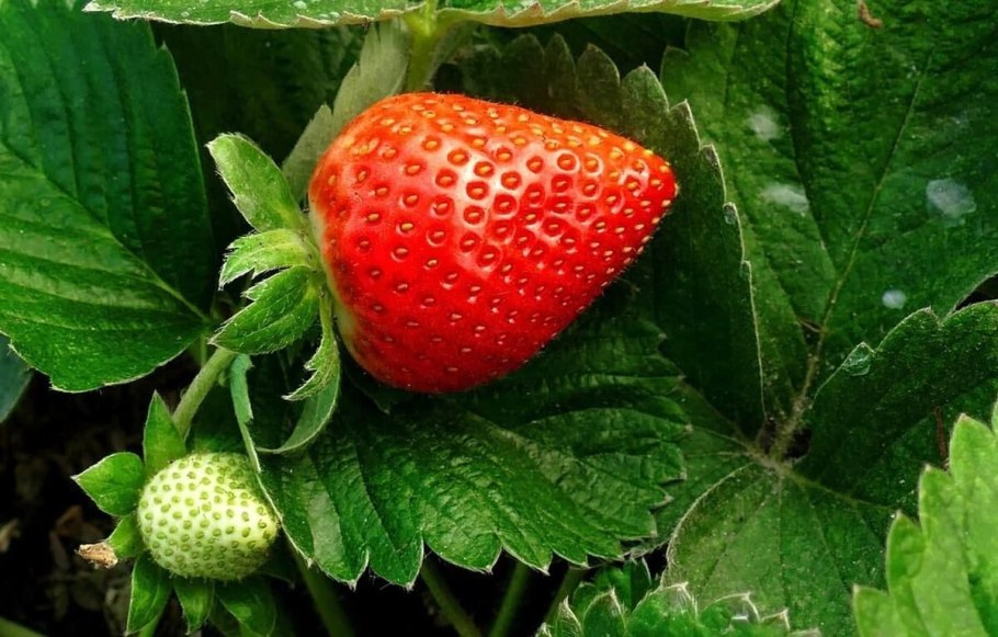 Клубника Морошка