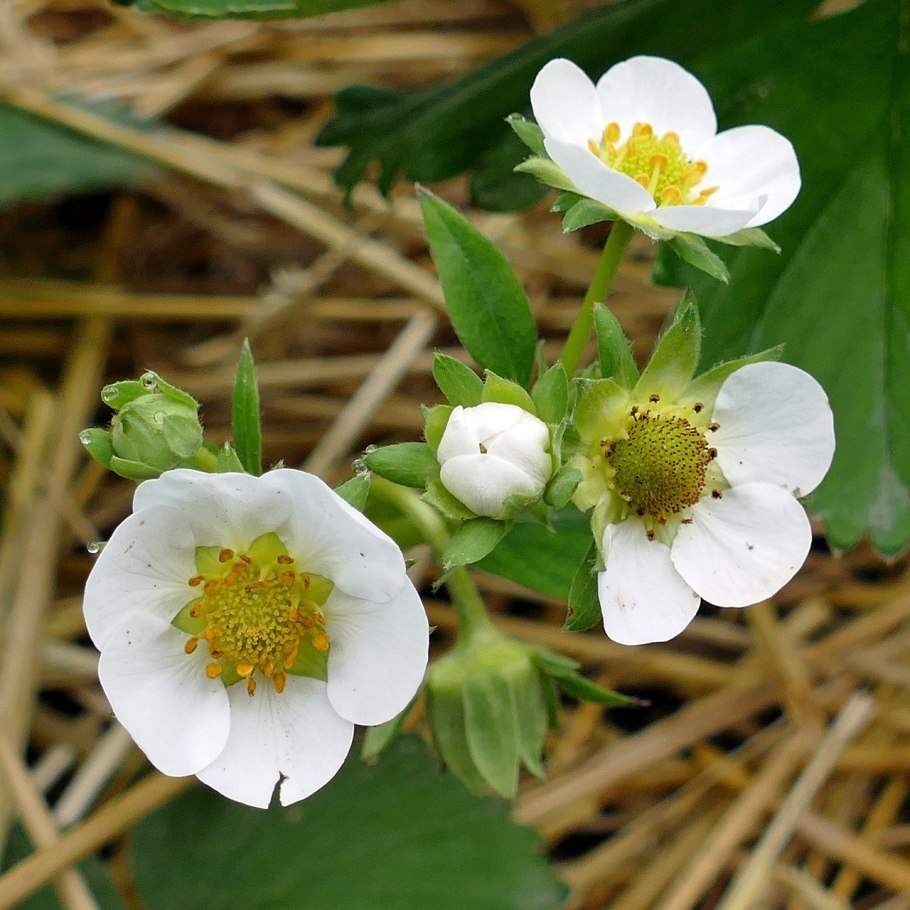 Земляника Лесная цветок